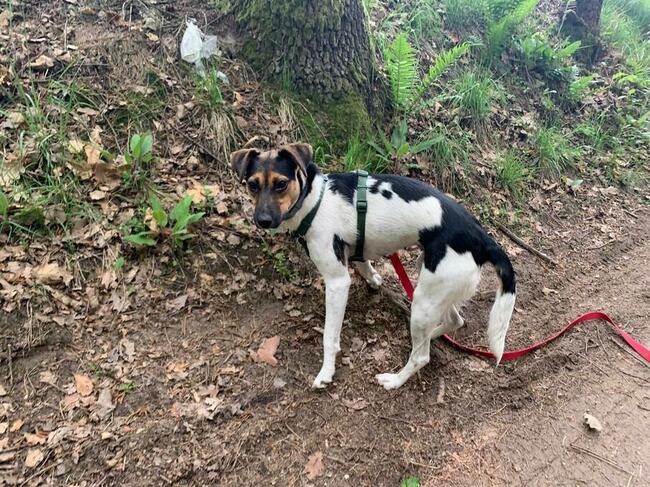 Młoda aktywna ułożona sunia BŁAGA o dobry domek