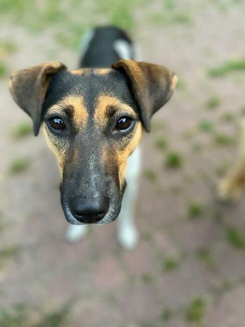 Młoda aktywna ułożona sunia BŁAGA o dobry domek