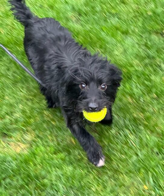 Młody proludzki psiak czeka na wymarzony dom