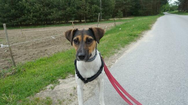 Młoda aktywna ułożona sunia BŁAGA o dobry domek