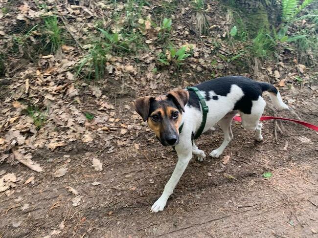 Młoda śliczna przyjacielska sunia szuka odpowiedniego domu