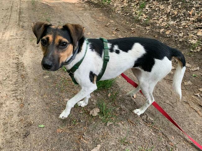 Młoda sunia uwielbiająca długie spacery szuka PILNIE domku