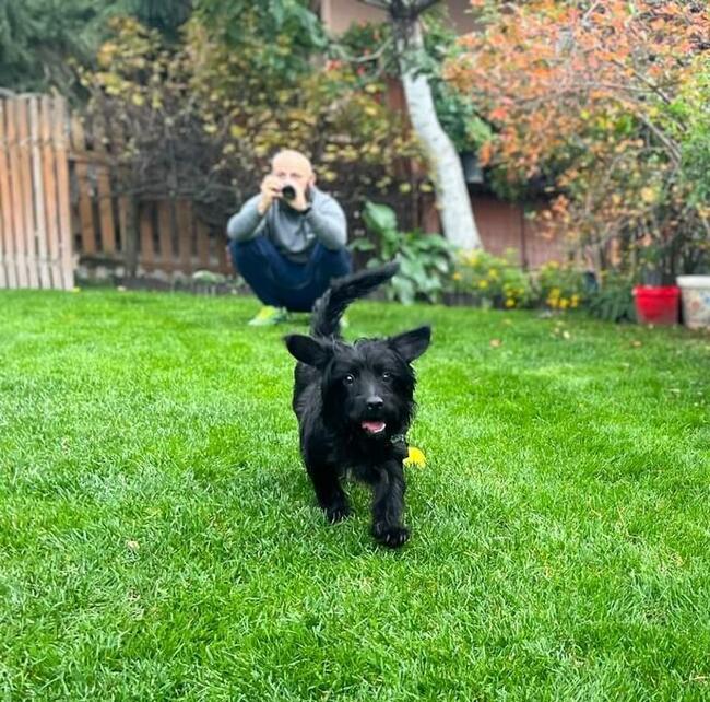 NOSEK młody aktywny psiak marzy o domku pełnym miłości