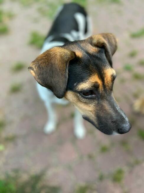 Młoda śliczna przyjacielska sunia szuka odpowiedniego domu