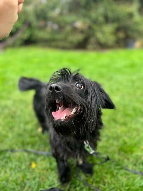 Młody proludzki psiak czeka na wymarzony dom