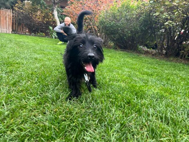 Śliczny przyjacielski psiak marzy o kochającym domku