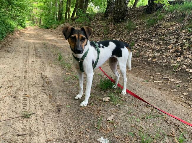 Młoda aktywna ułożona sunia BŁAGA o dobry domek