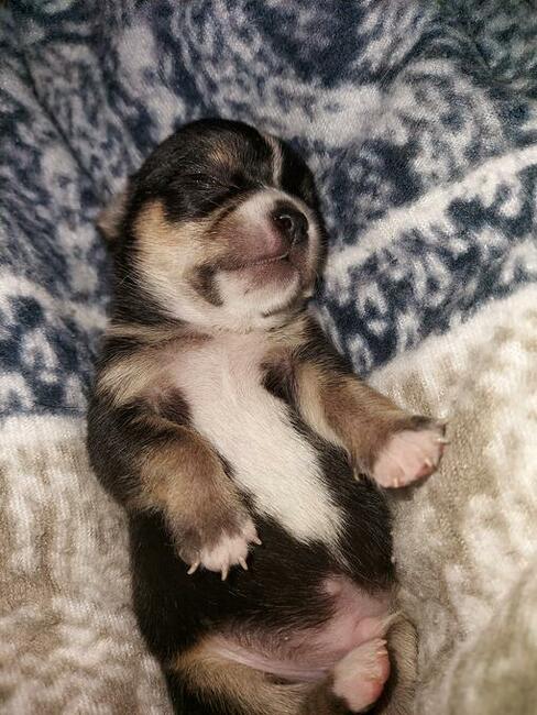 Chihuahua piękna sunia rodowód ZKWP