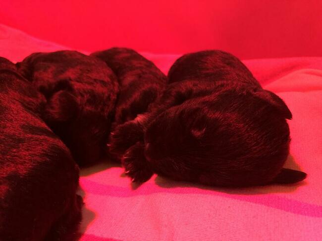 Sznaucer Miniaturowy Czarno-Srebrny rodowód ZKwP FCI