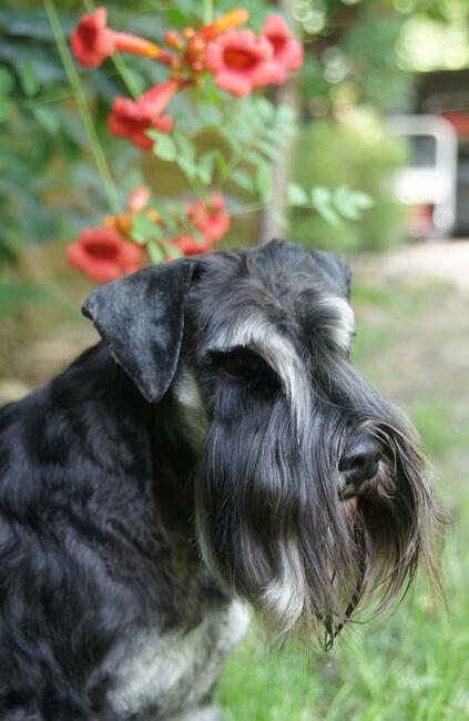 Sznaucer Miniaturowy Czarno-Srebrny rodowód ZKwP FCI