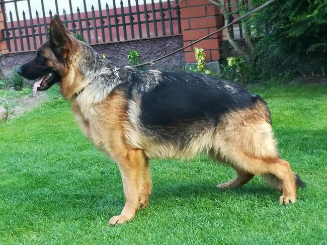 Sprzedam Szczenięta Owczarka Niemieckiego krótkowłosego