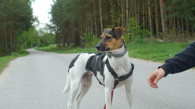 Młoda śliczna przyjacielska sunia szuka odpowiedniego domu
