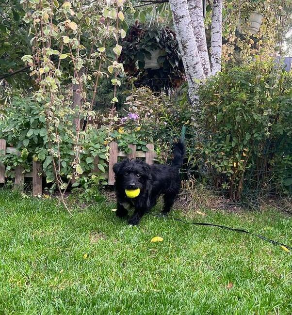 Młody uśmiechnięty psiak marzy o wspaniałym domku
