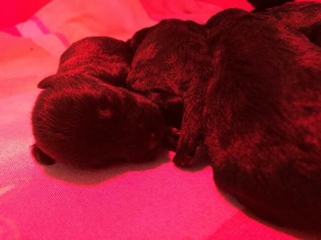 Sznaucer Miniaturowy Czarno-Srebrny rodowód ZKwP FCI