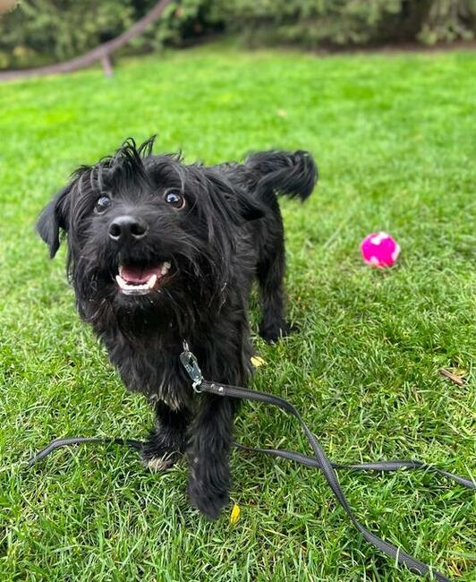 NOSEK młody aktywny psiak marzy o domku pełnym miłości