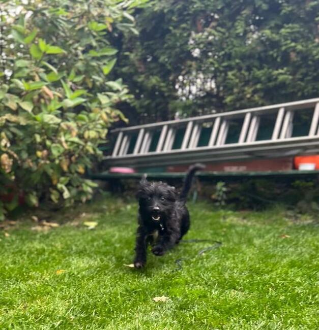 Młody proludzki psiak czeka na wymarzony dom