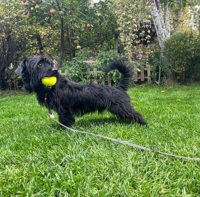 Nie duży energiczny Słodziak poleca się do adopcji