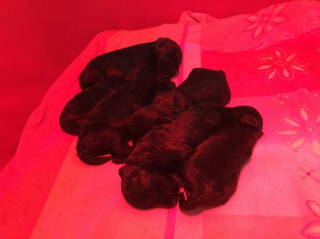 Sznaucer Miniaturowy Czarno-Srebrny rodowód ZKwP FCI