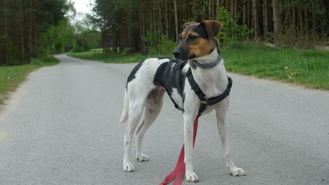 Śliczna kochana sunia marzy o domku gdzie będzie szczęśliwa