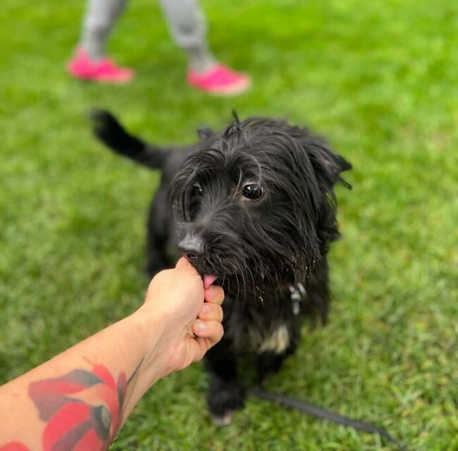 NOSEK młody aktywny psiak marzy o domku pełnym miłości