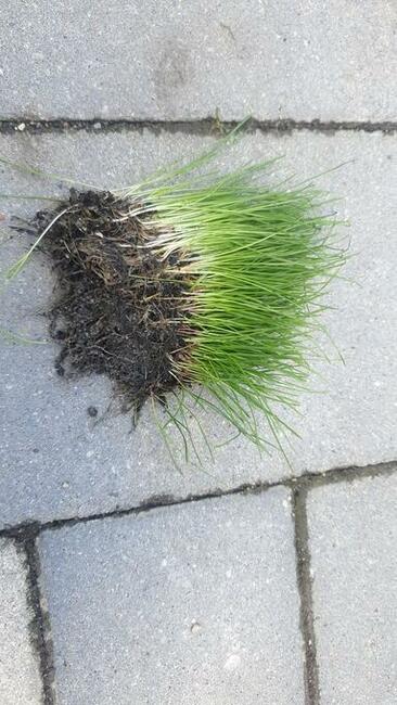 glebogryzarka separacyjna zakładanie trawników niwelacje