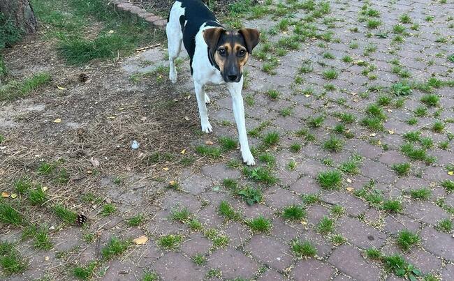 Młoda śliczna przyjacielska sunia szuka odpowiedniego domu