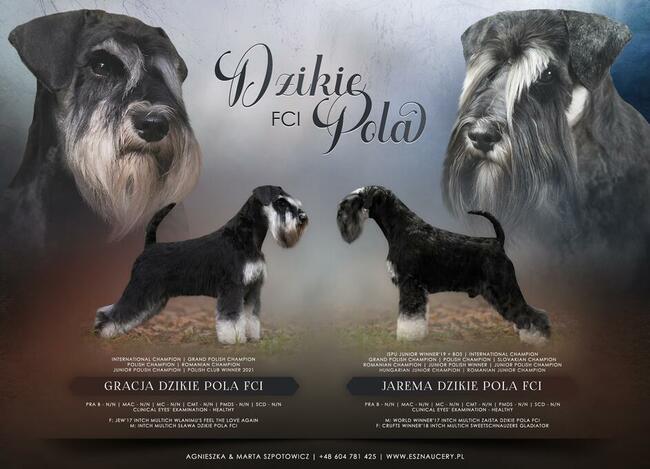 Sznaucer Miniaturowy Czarno-Srebrny rodowód ZKwP FCI