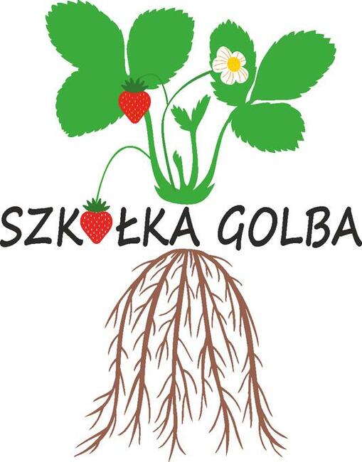 SZKÓŁKA sadzonek truskawek 0,60 gr ( rachunek na dotacje)