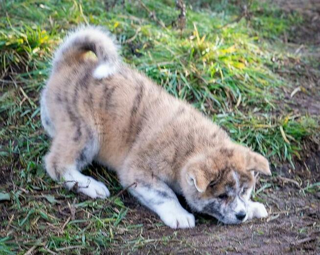 Akita japońska rasowa ZKWP FCI suczka pręgowana
