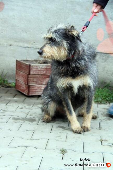 Jodek - sympatyczny szorściak