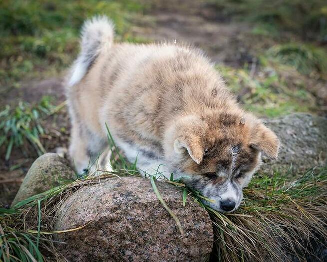 Akita japońska rasowa ZKWP FCI suczka pręgowana