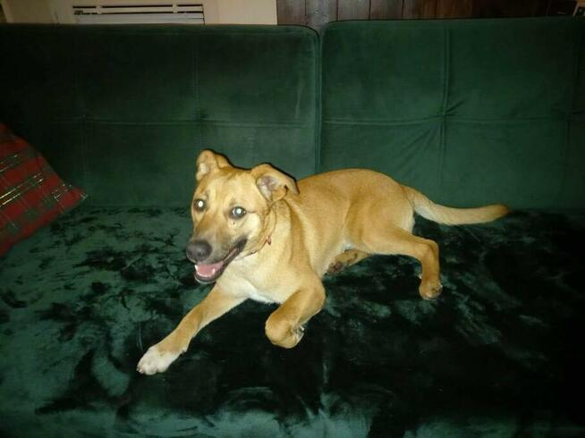 Misiek - psi dzieciak, domowy fajny psiak ADOPCJA