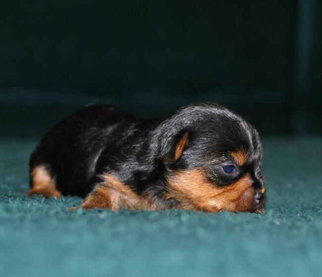 York miniaturka #xxs# maleńkie