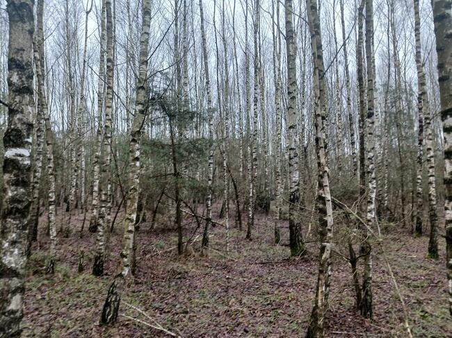 Wytnę drzewa krzaki z pól łąk działek