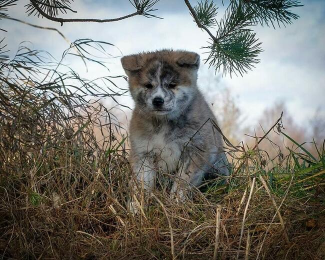 Akita japońska INU FCI ZKWP rasowa suczka pręgowana