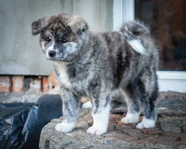 Akita japońska rasowa ZKWP FCI suczka pręgowana