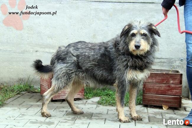 Jodek - sympatyczny szorściak