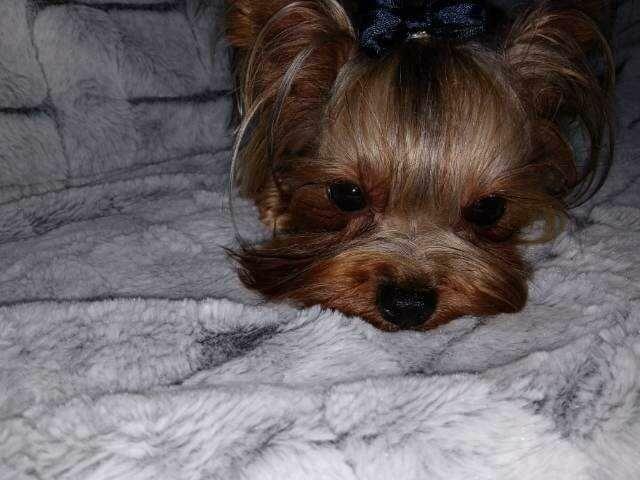 York miniaturka #xxs# maleńkie