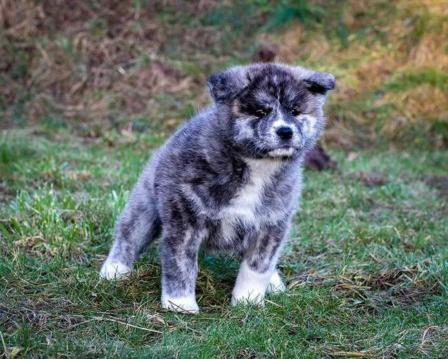 Akita japońska rasowa ZKWP FCI suczka pręgowana