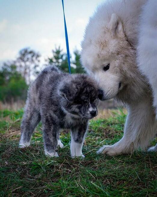 Akita japońska rasowa ZKWP FCI suczka pręgowana