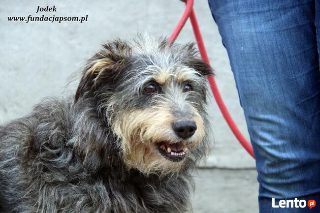 Jodek - sympatyczny szorściak