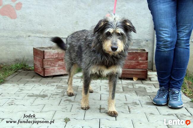 Jodek - sympatyczny szorściak