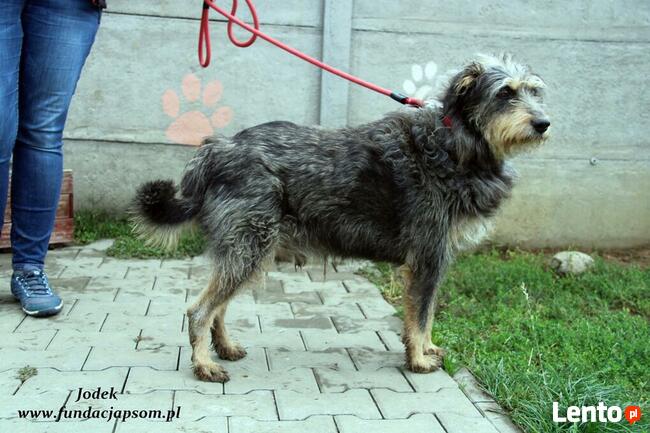 Jodek - sympatyczny szorściak