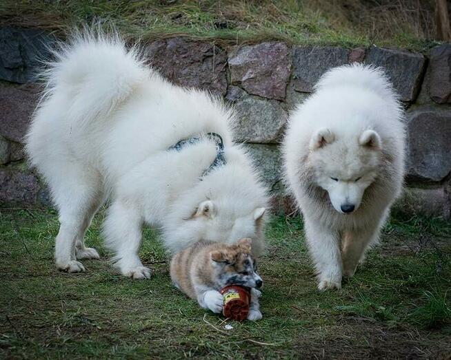 Akita japońska rasowa ZKWP FCI suczka pręgowana