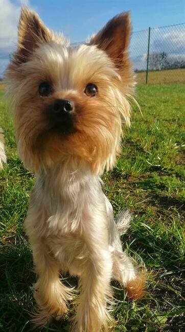 York miniaturka #xxs# maleńkie