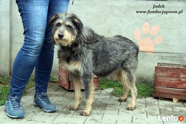 Jodek - sympatyczny szorściak