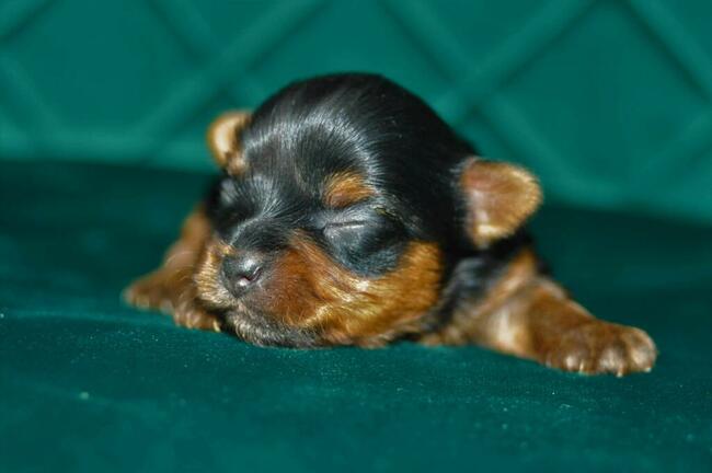 York miniaturka #xxs# maleńkie