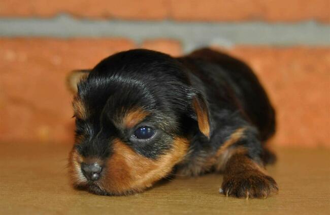 York miniaturka #xxs# maleńkie