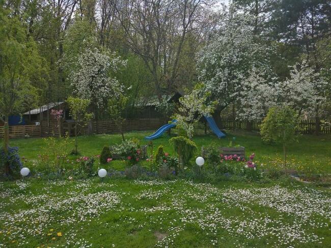 DOM z pięknym, dużym ogrodem- 27 arowa działka koło lasu