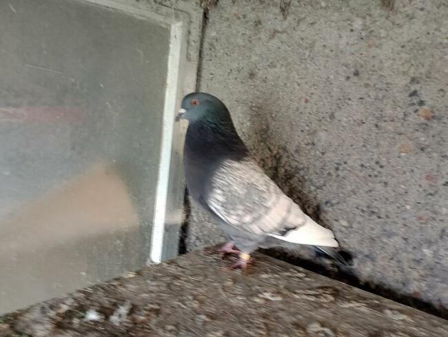 Sprzedam Gołębie Ozdobne Rysie